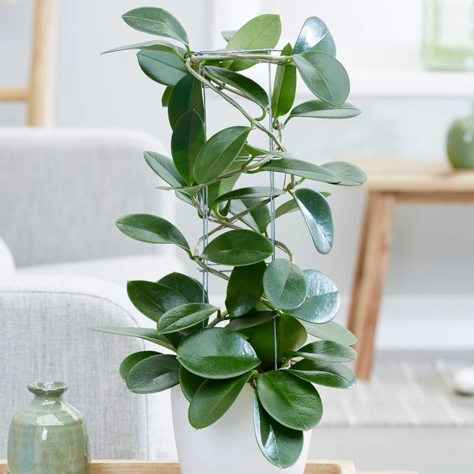 Hoya Australis 1 Hoya Australis