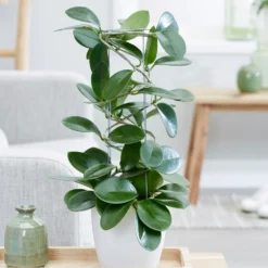 Hoya Australis 7 Hoya Australis -Perennials Sales pl2000033605 card4 lg