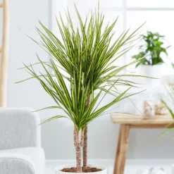 Dracaena Marginata 'Sunray' (PBR)