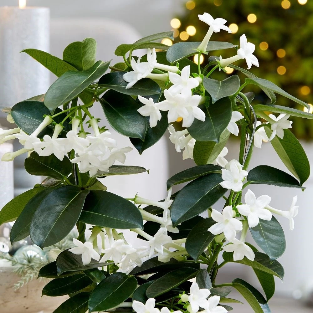Stephanotis Floribunda 3 Stephanotis Floribunda - Image 3