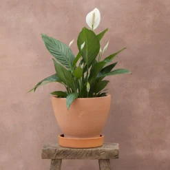 Spathiphyllum Bingo Cupido ('Spapril') (PBR)