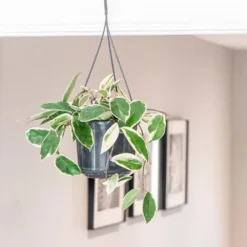 Hoya Carnosa 'Krimson Queen' 7 Hoya Carnosa 'Krimson Queen' -Perennials Sales pl2000034389 card3 lg