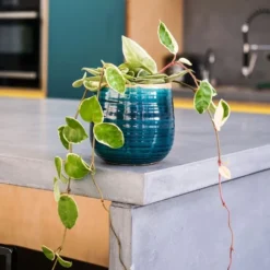 Hoya Carnosa 'Krimson Queen' 8 Hoya Carnosa 'Krimson Queen' -Perennials Sales pl2000034389 card4 lg