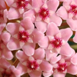 Hoya Carnosa 'Krimson Queen' 9 Hoya Carnosa 'Krimson Queen' -Perennials Sales pl2000034389 card5 lg