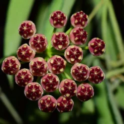 Hoya Wayetii -Perennials Sales pl2000034390 card3 lg