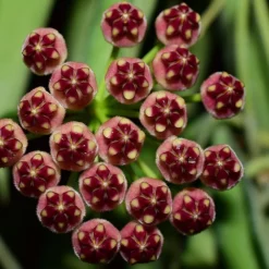 Hoya Wayetii -Perennials Sales pl2000034390 card4 lg