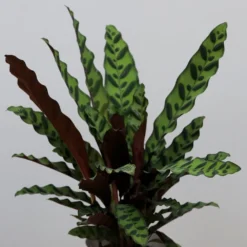 Goeppertia Lancifolia 7 Goeppertia Lancifolia -Perennials Sales pl2000034393 card3 lg