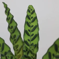 Goeppertia Lancifolia 8 Goeppertia Lancifolia -Perennials Sales pl2000034393 card4 lg