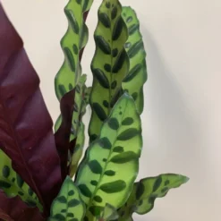 Goeppertia Lancifolia 9 Goeppertia Lancifolia -Perennials Sales pl2000034393 card5 lg