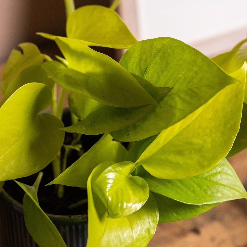 Epipremnum Pinnatum 'Golden Pothos' 2 Epipremnum Pinnatum 'Golden Pothos' - Image 2