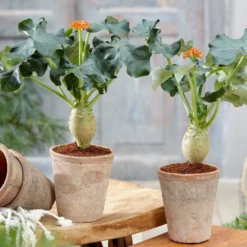 Jatropha Podagrica -Perennials Sales pl2000034415 card3 lg