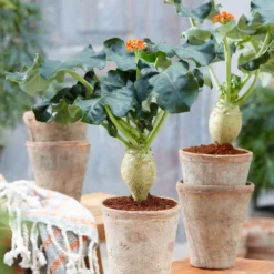 Jatropha Podagrica -Perennials Sales pl2000034415 card4 lg