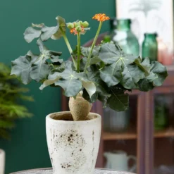 Jatropha Podagrica -Perennials Sales pl2000034415 card5 lg