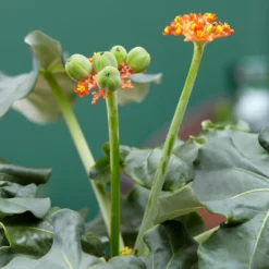Jatropha Podagrica -Perennials Sales pl2000034415 card6 lg