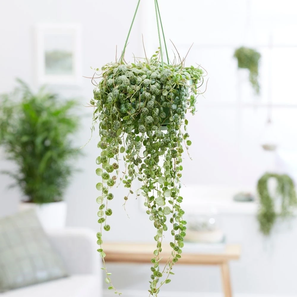 Peperomia Prostrata 3 Peperomia Prostrata - Image 3