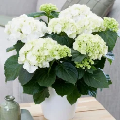 Hydrangea Macrophylla 'Schneeball'