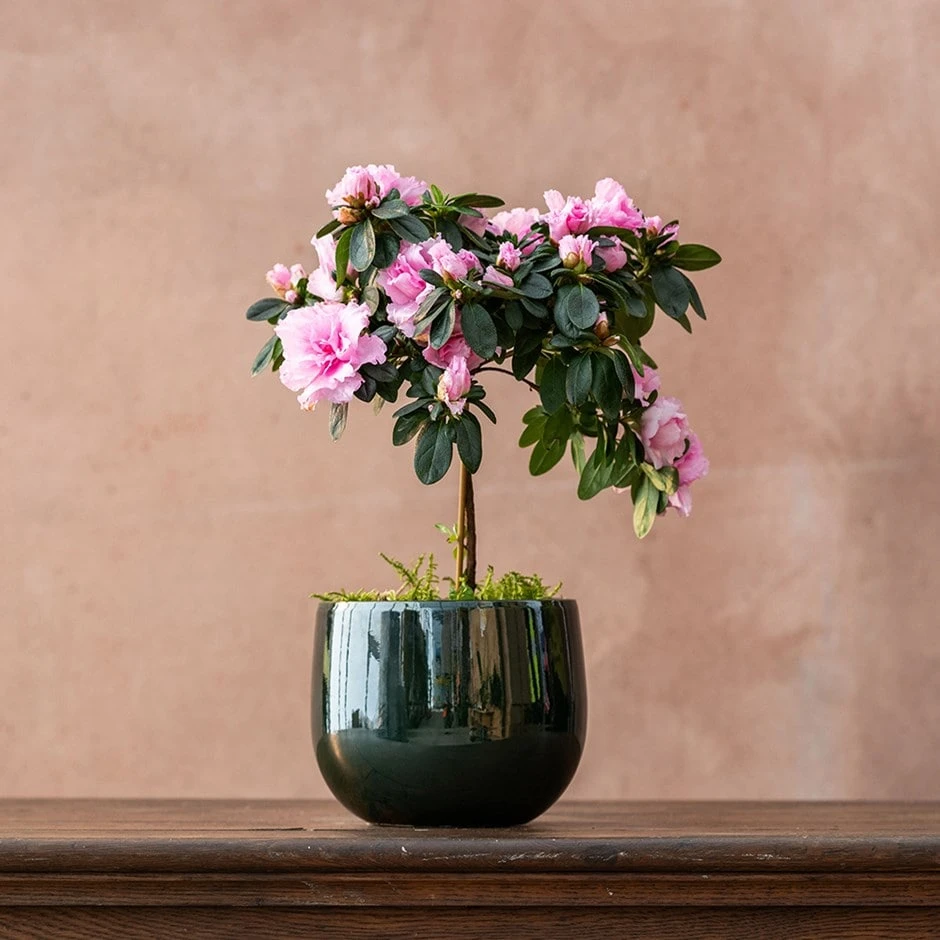 Azalea Simsii Standard Pink 1 Azalea Simsii Standard Pink