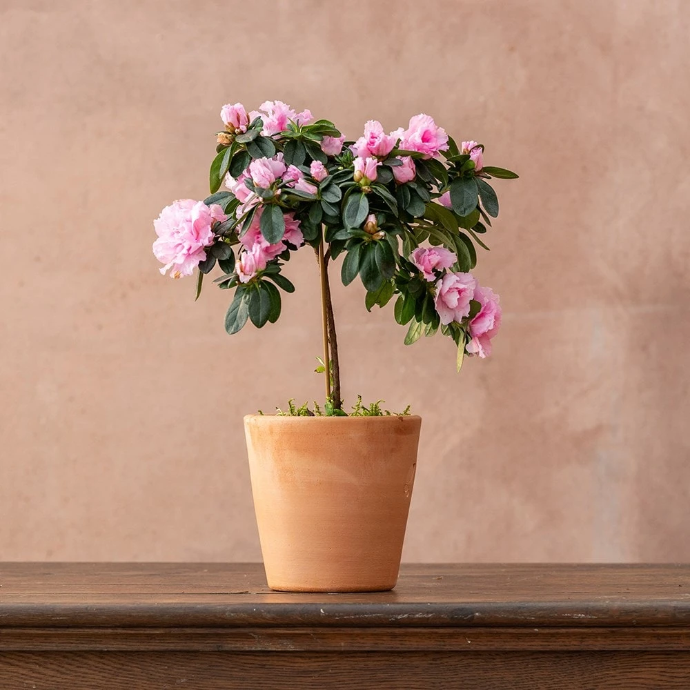 Azalea Simsii Standard Pink 2 Azalea Simsii Standard Pink - Image 2