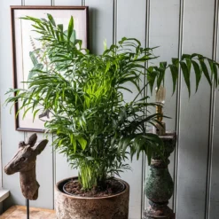 Chamaedorea Elegans 5 Chamaedorea Elegans -Perennials Sales pl2000034445 card3 lg