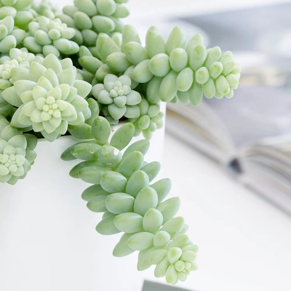 Sedum Morganianum 3 Sedum Morganianum - Image 3