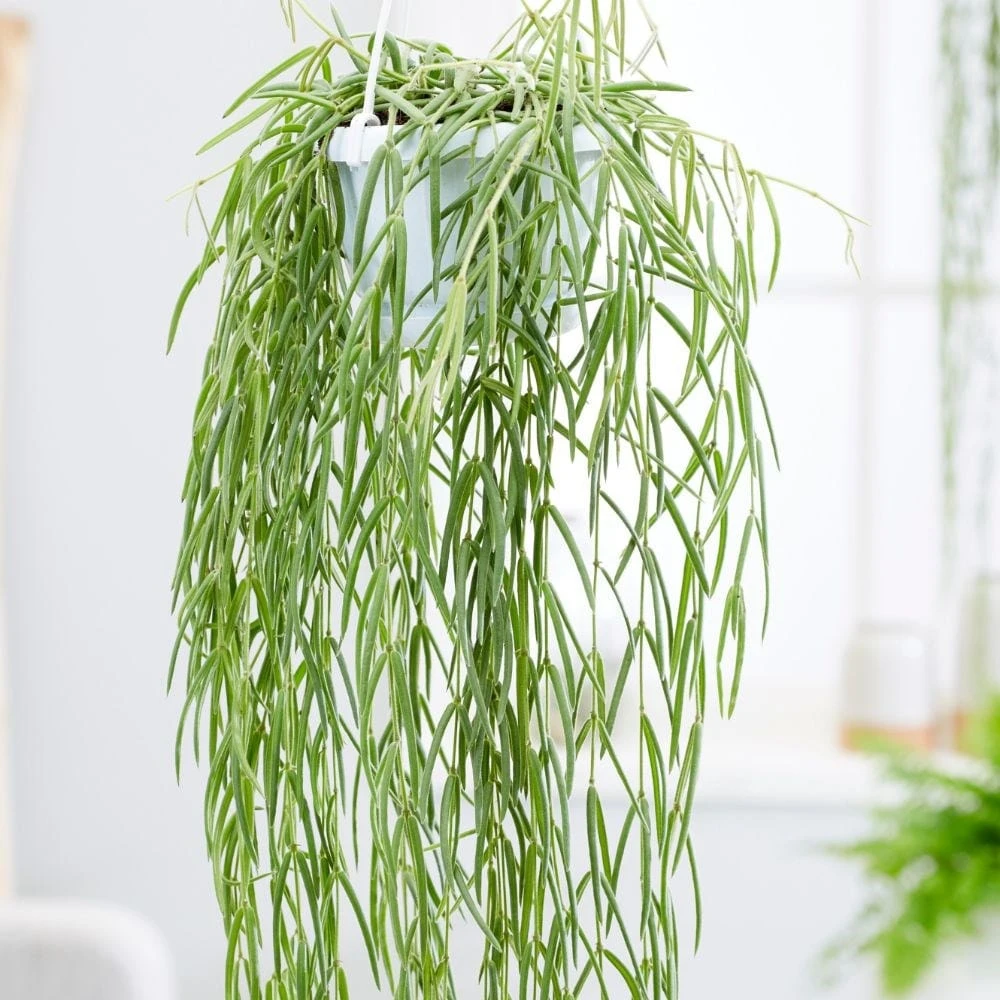 Hoya Linearis 2 Hoya Linearis - Image 2