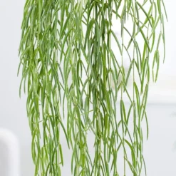 Hoya Linearis 7 Hoya Linearis -Perennials Sales pl2000034464 card4 lg