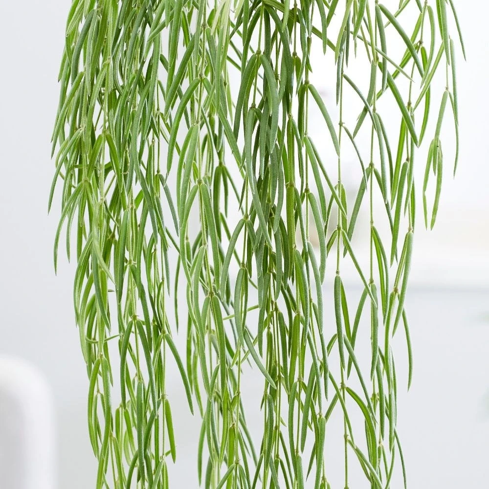 Hoya Linearis 4 Hoya Linearis - Image 4