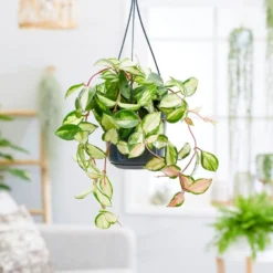 Hoya Carnosa 'Tricolor' -Perennials Sales pl2000034468 card3 lg