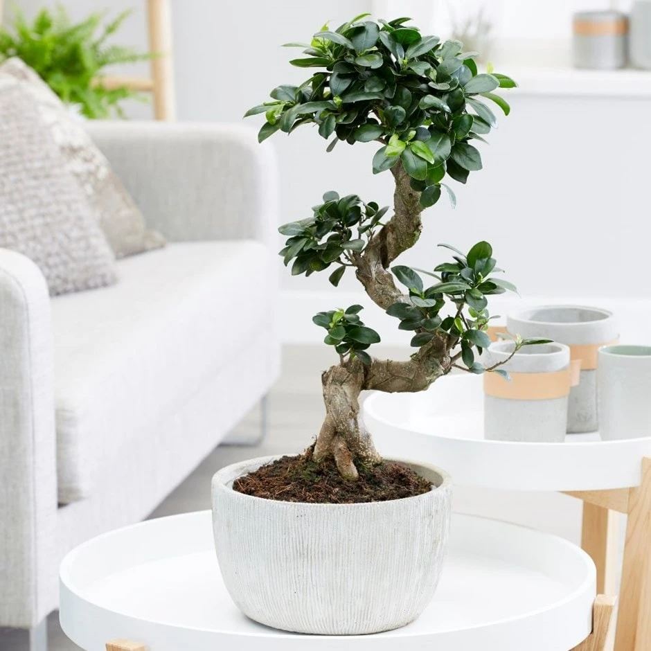 Ficus Microcarpa 'Ginseng' In Bowl Pot 1 Ficus Microcarpa 'Ginseng' In Bowl Pot
