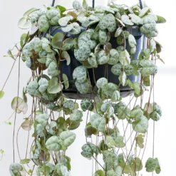 Ceropegia Linearis Subsp. Woodii -Perennials Sales pl2000034471 card4 lg