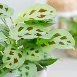 Maranta Leuconeura 5 Maranta Leuconeura -Perennials Sales pl2000034472 card3 lg