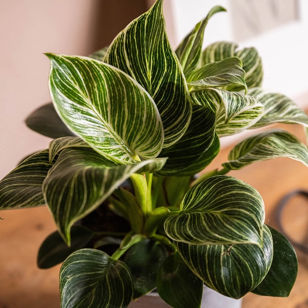 Philodendron 'Birkin' 2 Philodendron 'Birkin' - Image 2