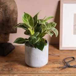 Philodendron 'Birkin' 5 Philodendron 'Birkin' -Perennials Sales pl2000035827 card3 lg