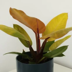 Philodendron 'Prince Of Orange' -Perennials Sales pl2000035844 card3 lg