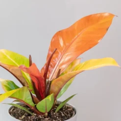 Philodendron 'Prince Of Orange' -Perennials Sales pl2000035844 card4 lg