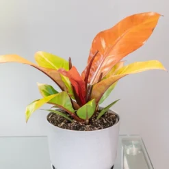 Philodendron 'Prince Of Orange' -Perennials Sales pl2000035844 card5 lg
