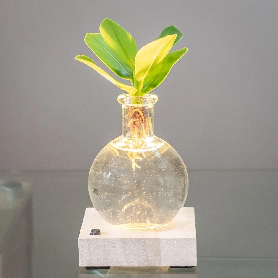 Hydroponic Clusia Rosea 'Princess' (PBR) And LED Light 1 Hydroponic Clusia Rosea 'Princess' (PBR) And LED Light