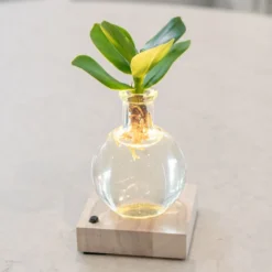 Hydroponic Clusia Rosea 'Princess' (PBR) And LED Light 7 Hydroponic Clusia Rosea 'Princess' (PBR) And LED Light -Perennials Sales pl2000035890 card3 lg