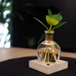 Hydroponic Clusia Rosea 'Princess' (PBR) And LED Light 8 Hydroponic Clusia Rosea 'Princess' (PBR) And LED Light -Perennials Sales pl2000035890 card4 lg