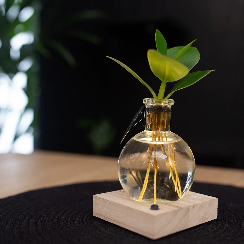 Hydroponic Clusia Rosea 'Princess' (PBR) And LED Light 4 Hydroponic Clusia Rosea 'Princess' (PBR) And LED Light - Image 4