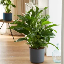 Spathiphyllum 'Sweet Lauretta' (PBR) -Perennials Sales pl2000035913 card3 lg