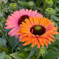 Echinacea SunSeekers Rainbow ('IFECSSRA') (PBR) (SunSeekers Series) -Perennials Sales pl2000036167 card3 lg