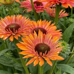 Echinacea SunSeekers Rainbow ('IFECSSRA') (PBR) (SunSeekers Series) -Perennials Sales pl2000036167 card4 lg