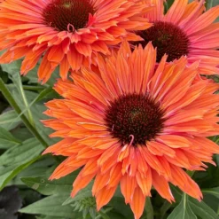 Echinacea SunSeekers Rainbow ('IFECSSRA') (PBR) (SunSeekers Series) -Perennials Sales pl2000036167 card5 lg
