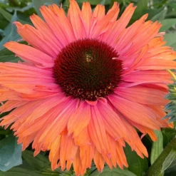 Echinacea SunSeekers Rainbow ('IFECSSRA') (PBR) (SunSeekers Series) -Perennials Sales pl2000036167 card6 lg
