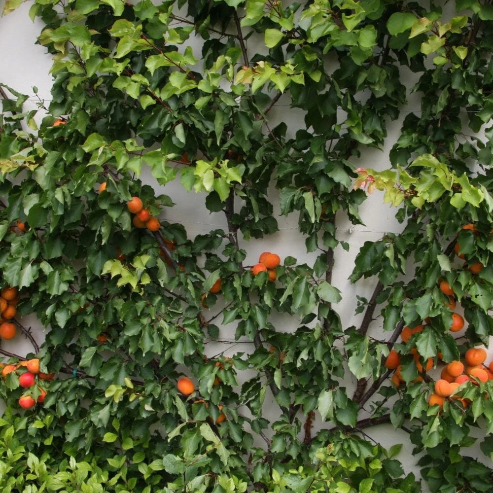 Apricot 'Tomcot' 2 Apricot 'Tomcot' - Image 2