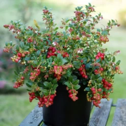 Lingonberry Fireballs ('Lirome') (PBR) -Perennials Sales pl2000037164 card3 lg