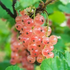 Pinkcurrant 'Gloire De Sablons'