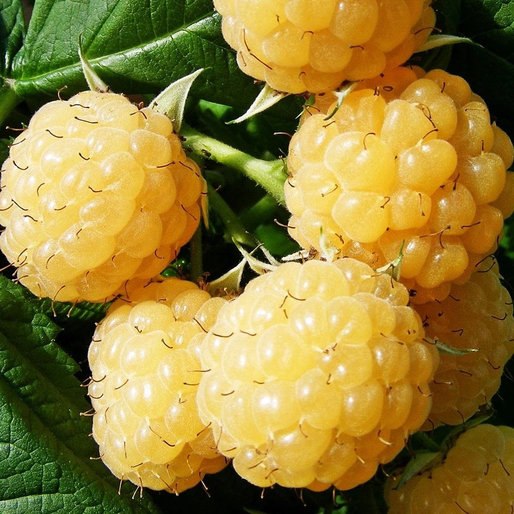 Raspberry 'All Gold' 2 Raspberry 'All Gold' - Image 2