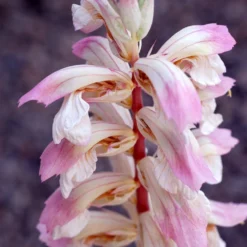 Acanthus 'Whitewater' -Perennials Sales pl2000037600 card3 lg